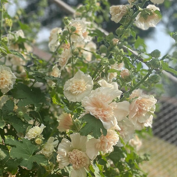 Hollyhock , heirloom Double Major Champagne