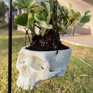 May include: A white skull-shaped planter with a green and white variegated plant hanging from a black chain. The planter is wet with water droplets.
