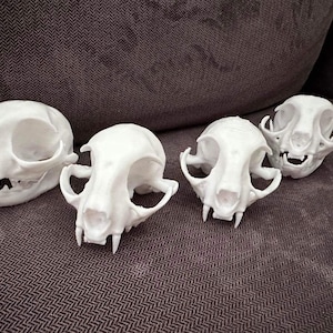 May include: Four white cat skulls, likely from a domestic cat, are arranged on a brown textured surface. The skulls are all facing the camera and are of various sizes.