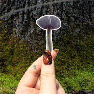 Puede incluir: Un hongo morado con un tallo blanco se sostiene en una mano con una medida de 2" al lado. El hongo está frente a un fondo verde musgoso.