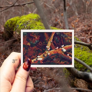 Illustratiesticker Little Nest Polypore Mushroom, origineel kunstwerk