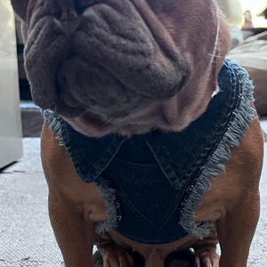 Adjustable Denim Dog Harness Vest Jacket for Small and Medium Dogs and Cats image 14