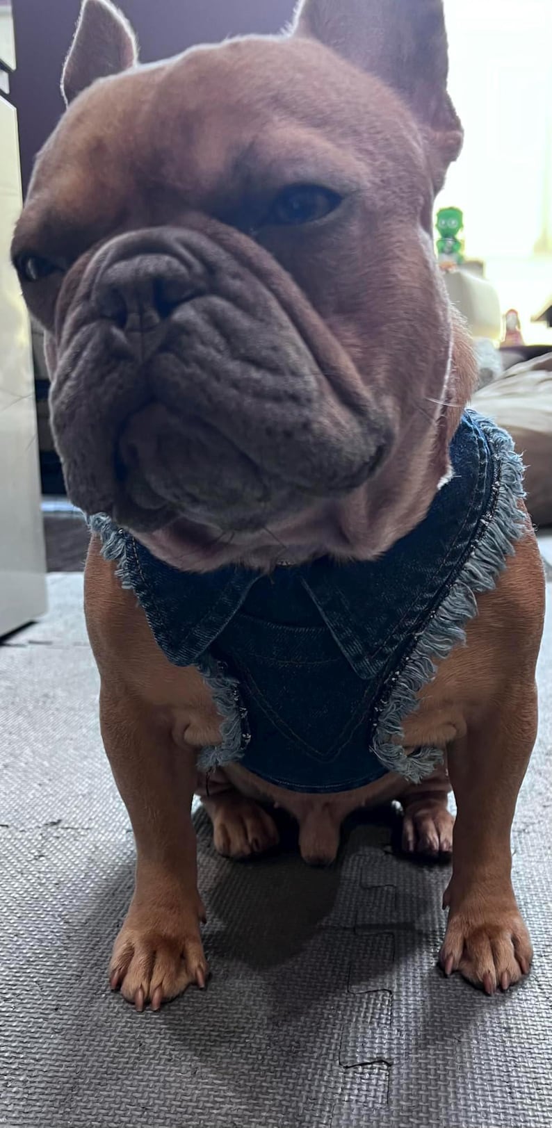 Adjustable Denim Dog Harness Vest Jacket for Small and Medium Dogs and Cats image 14