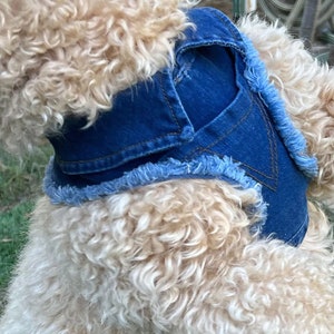 May include: A light brown dog wearing a blue denim vest with frayed edges.