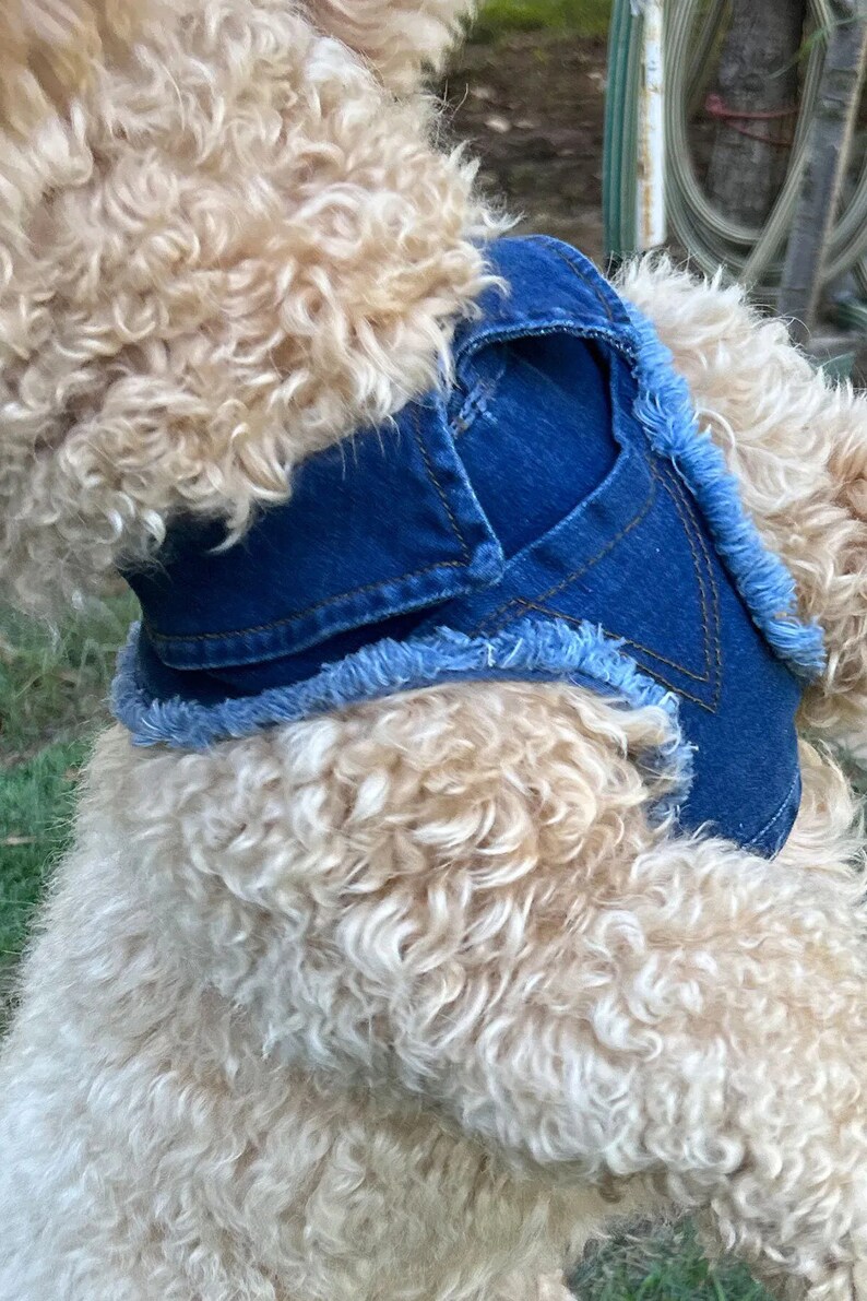 May include: A light brown dog wearing a blue denim vest with frayed edges.