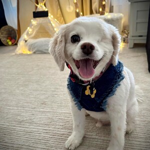 Adjustable Denim Dog Harness Vest Jacket for Small and Medium Dogs and Cats image 9