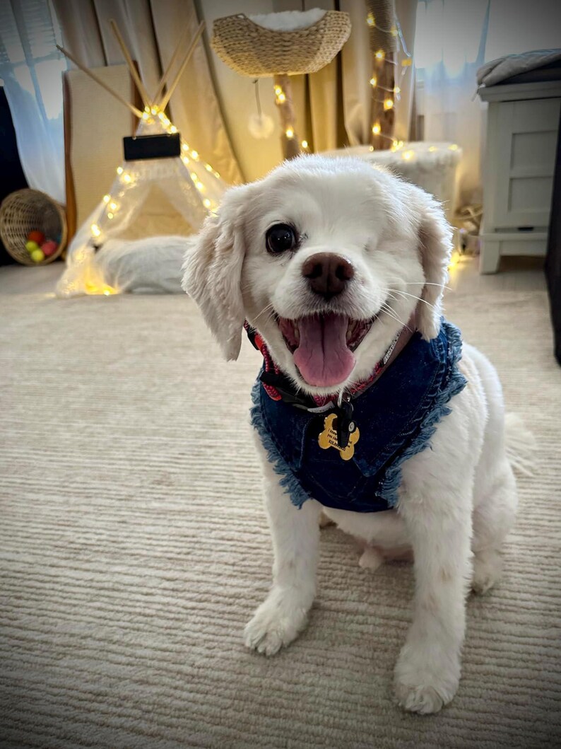 Adjustable Denim Dog Harness Vest Jacket for Small and Medium Dogs and Cats image 9