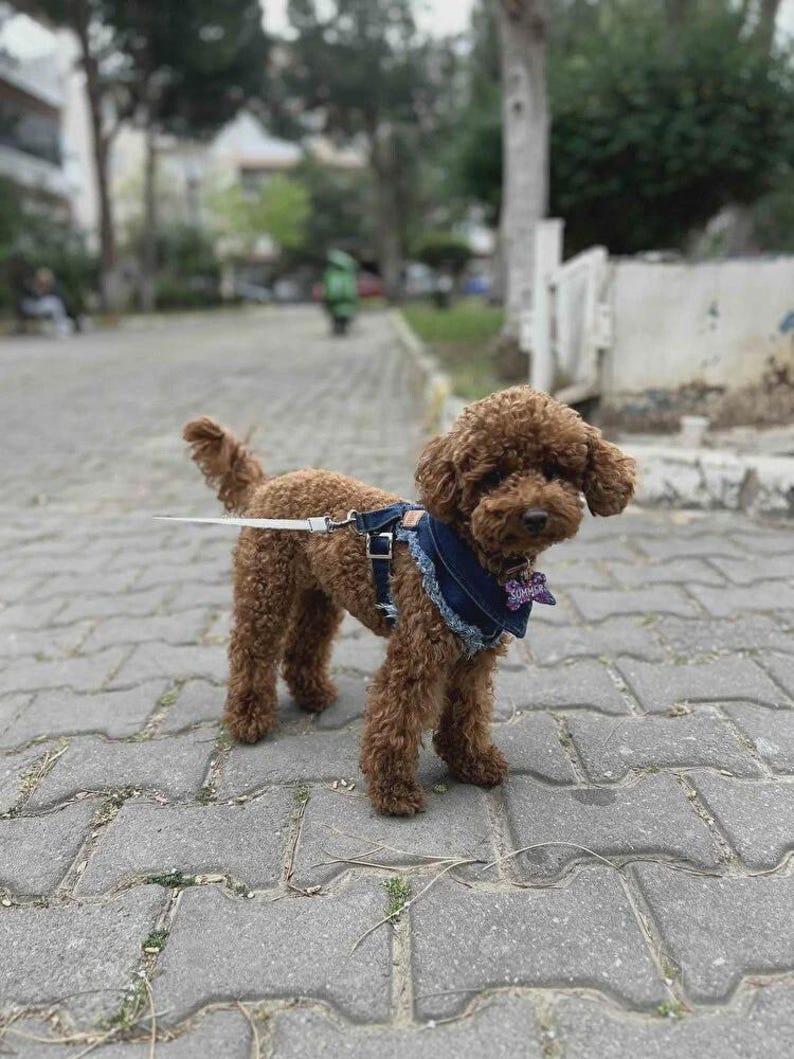 Adjustable Denim Dog Harness Vest Jacket for Small and Medium Dogs and Cats image 13