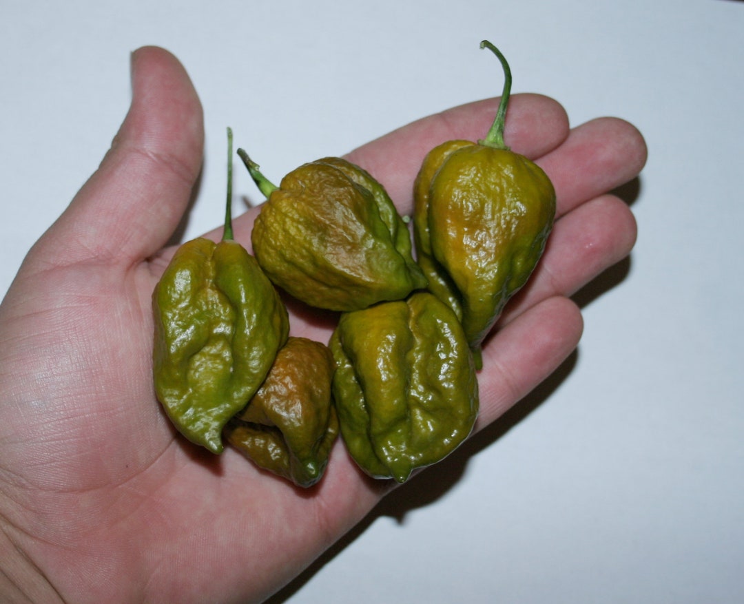Mustard Moruga Brains X Gator Jigsaw Pepper 15 Pepper Seeds Etsy
