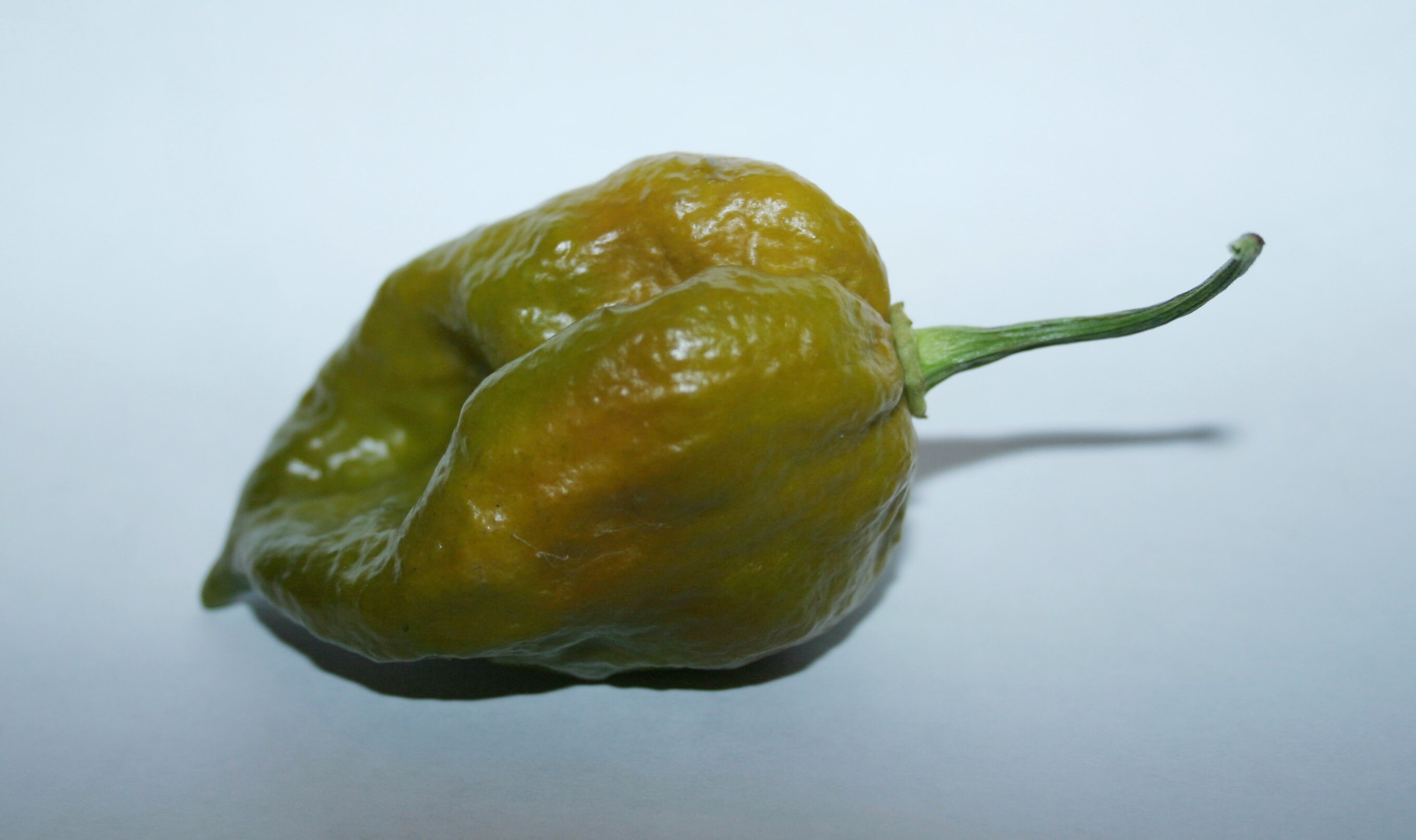 Mustard Moruga Brains X Gator Jigsaw Pepper 15 Pepper Seeds Etsy