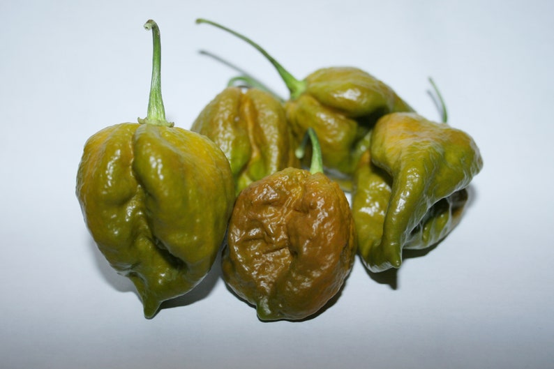 Mustard Moruga Brains X Gator Jigsaw Pepper 15 Pepper Seeds Etsy