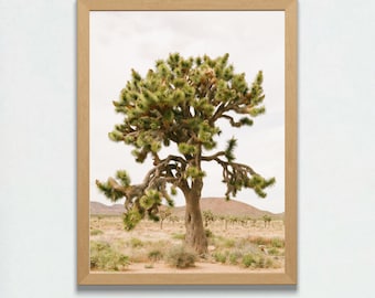 Joshua Tree California, Desert Landscape, Southwest Desert, Cactus Print, Desert Wall Art, California Desert, Joshua Tree Photography