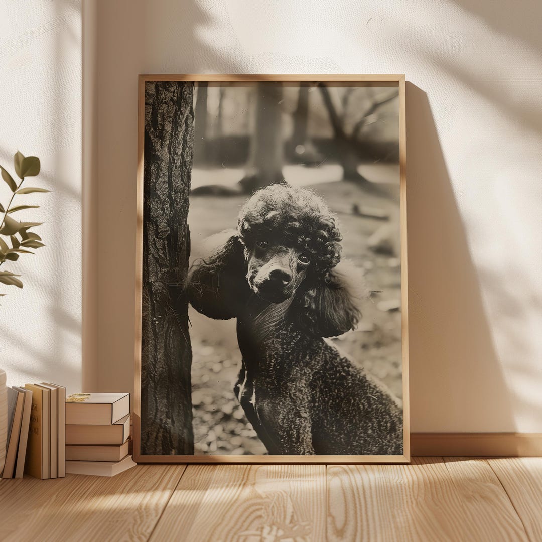 Vintage Dog Photo, Poodle Print, Funny Dog Poster, Black and White ...