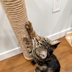 May include: A tabby cat with brown and black stripes is scratching a sisal rope scratching post. The cat is looking up at the camera with its mouth slightly open.