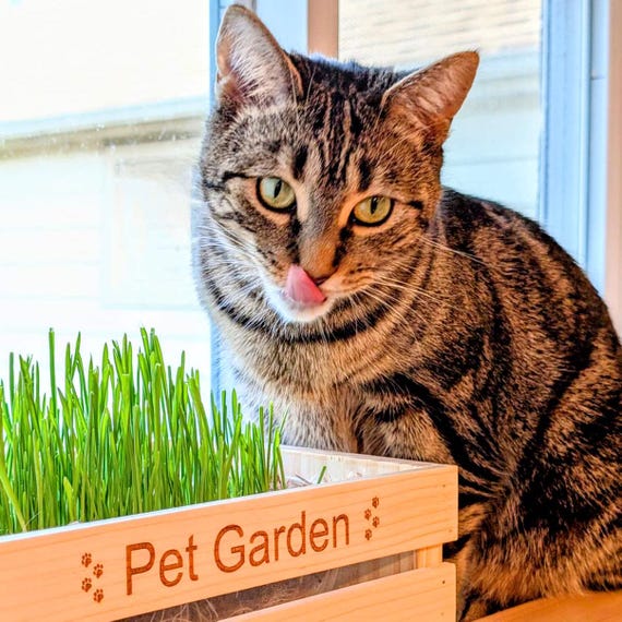 Herbe à Chat Bio - Orge - Grand Modèle - Pour Chats D'Appartement - 11