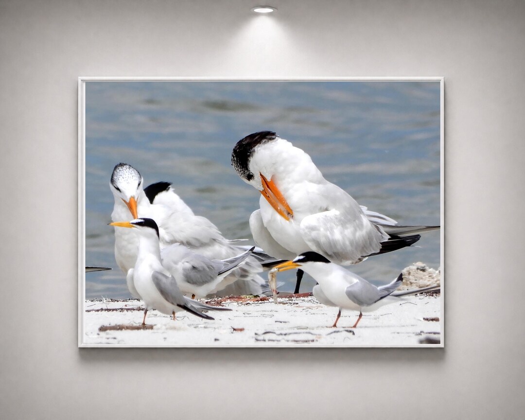Coastal Bird Print, Tern Photography Wall Art, Beach House Decor ...