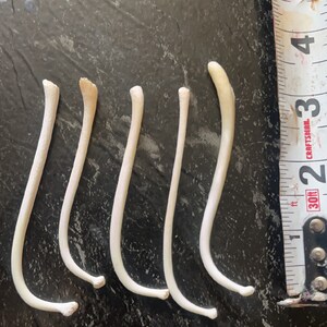Raccoon Baculum Bones, Set Of Five