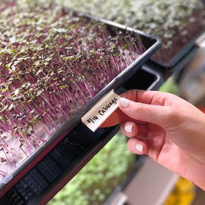 May include: A black plastic tray filled with dense, young purple and green cabbage microgreens growing on a white mat. A small white plastic label attached to the edge of the tray features the handwritten black text 8/16 Cabbage.