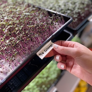 Puede incluir: Primer plano de una bandeja de microvegetales con tallos morados y hojas verdes. Una etiqueta blanca con el texto "8/16 Cabbage" se sostiene cerca de la bandeja. Los microvegetales están en una bandeja negra.