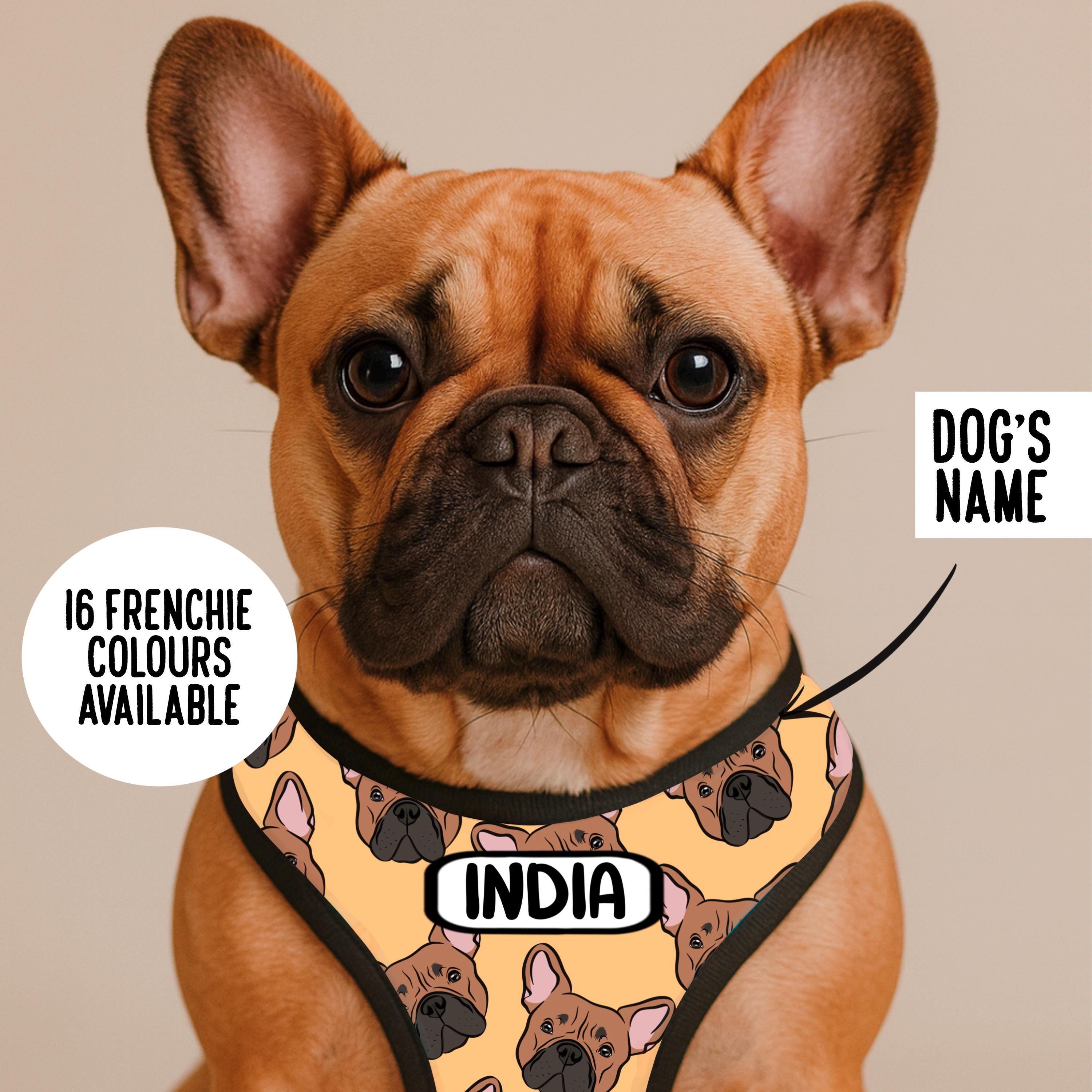 Harnais pour chiot Bouledogue français