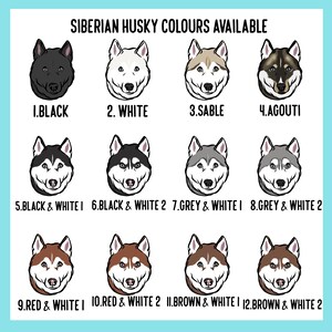 K&ouml;nnte beinhalten: Grafik mit zw&ouml;lf Illustrationen von Siberian Huskys, die jeweils eine andere Farbkombination zeigen. Der Text "SIBERIAN HUSKY COLOURS AVAILABLE" steht oben. Farben sind Schwarz, Wei&szlig;, Zobel, Agouti, Grau, Rot und Braun mit wei&szlig;en Akzenten.