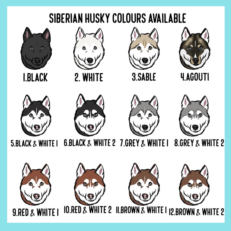K&ouml;nnte beinhalten: Grafik mit zw&ouml;lf Illustrationen von Siberian Huskys, die jeweils eine andere Farbkombination zeigen. Der Text "SIBERIAN HUSKY COLOURS AVAILABLE" steht oben. Farben sind Schwarz, Wei&szlig;, Zobel, Agouti, Grau, Rot und Braun mit wei&szlig;en Akzenten.