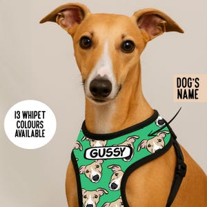 May include: A green dog harness featuring a repeating pattern of tan and white whippet faces. The harness includes a white rectangular label with the black text GUSSY. Text on the image reads 13 WHIPET COLOURS AVAILABLE and DOG'S NAME.