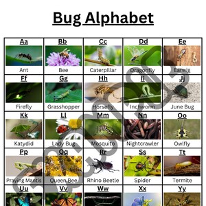 Alphabet d'insectes et cartes de mots