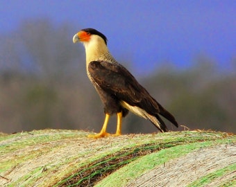 Crested Caracara-fotoafdruk, Texas Raptor Art (digitale download)