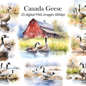 Canada Geese Watercolor Clipart: 300dpi PNG Files (Commercial Use)