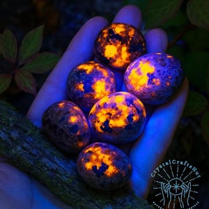 May include: A hand holds six glowing stones. The stones have a dark purple base color with vibrant orange and yellow patterns. The stones are smooth and round, with a natural, organic appearance. The background is dark, with hints of green foliage.