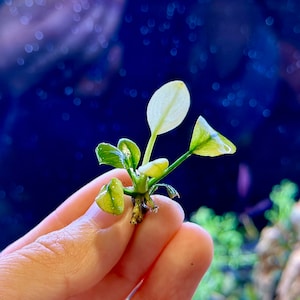 BUT 2 GET 1 FREE!! Mini Aquarium plant pot, plant, substrate bundle