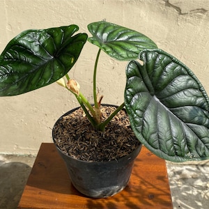 Alocasia Dragon Scale, Unique Tropical Plant, House Plant Decor, Perfect Gift for Plant Lovers