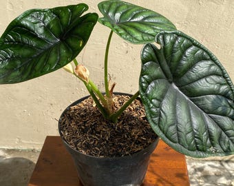 Alocasia Dragon Scale, Unique Tropical Plant, House Plant Decor, Perfect Gift for Plant Lovers