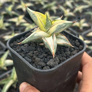 Sansevieria Blue Clone White Variegated, Lavranos 1970, Rare Plant, Full Albo Mutation, Unusual Plant, Perfect Gift for Plant Lovers
