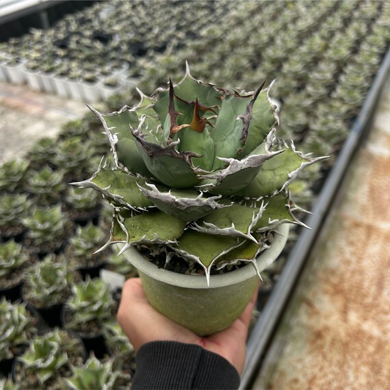 Agave Titanota FO 76 Live Plant, Blue and Spiky Succulent, Rare