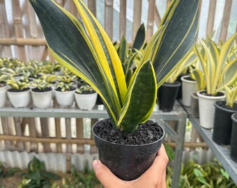Rare Sansevieria Black Gold Snake Plant in 3 Pot - Live Houseplant - Easy  Care Air Purifying Plant - Beginner Friendly Plant - Etsy