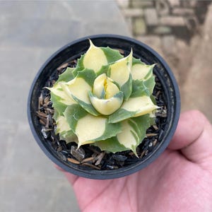Agave Ohi Raijin Variegata King Live Plant, Rare Variegated Succulent, Collector Agave