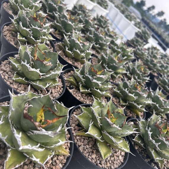 Agave Titanota FO 76 Live Plant, Blue and Spiky Succulent, Rare