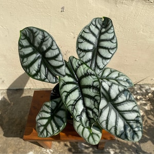 Alocasia Silver Dragon, Unique and Rare Plant, Tropical Plant, Plant Decor, Perfect Gift for Plants Lover