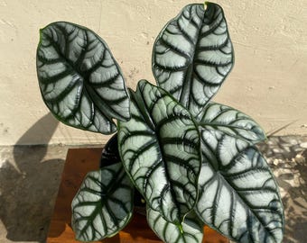 Alocasia Silver Dragon, Unique and Rare Plant, Tropical Plant, Plant Decor, Perfect Gift for Plants Lover