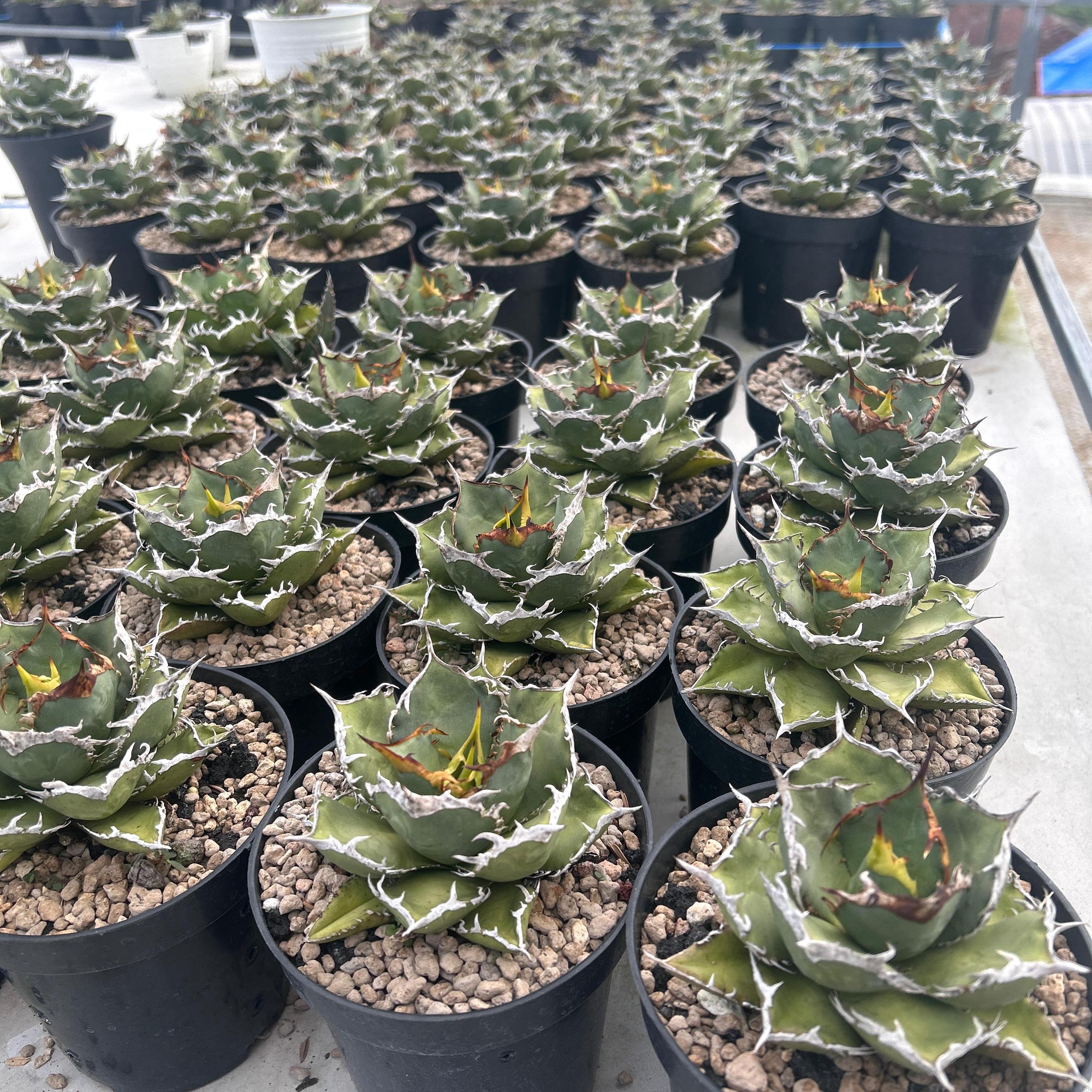Agave Titanota FO 76 Live Plant, Blue and Spiky Succulent, Rare