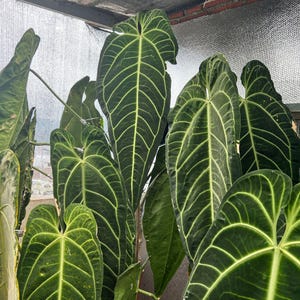 Anthurium Warocqueanum, Queen Anthurium, plante rare, aroïde, cadeau parfait pour les amateurs de plantes, plante unique