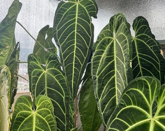 Anthurium Wonderboy X Michelle Starter Plant (ALL STARTER PLANTS