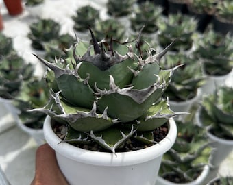 Agave Titanota FO 76 Live Plant, Blue and Spiky Succulent, Rare