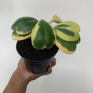 Hoya Kerrii de hojas de corazón raras, Hoya Love abigarrada, Planta suculenta de corazón, Hoya Sweetheart abigarrada, Decoración vegetal única