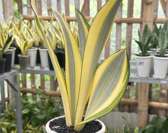 Sansevieria (dracaena) Futura 'golden Edge' - Etsy
