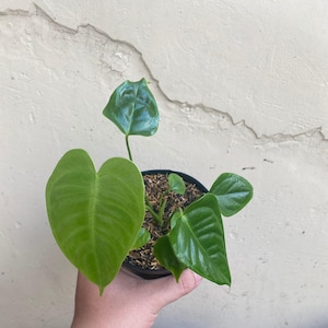 Anthurium Veitchii, King of Anthurium Rare Plant, Unique Plant, Perfect Gift for Plant Lovers, Tropical Plant
