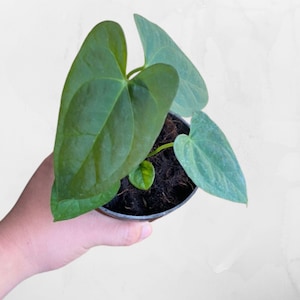 Anthurium Papillilaminum, Live Tropical Plant, Rare and Collectible Aroid, Indoor Plant