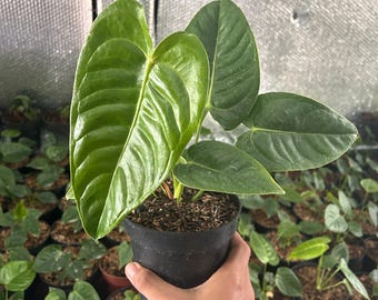 Anthurium Veitchii, King of Anthurium Rare Plant, Unique Plant, Perfect Gift for Plant Lovers, Tropical Plant